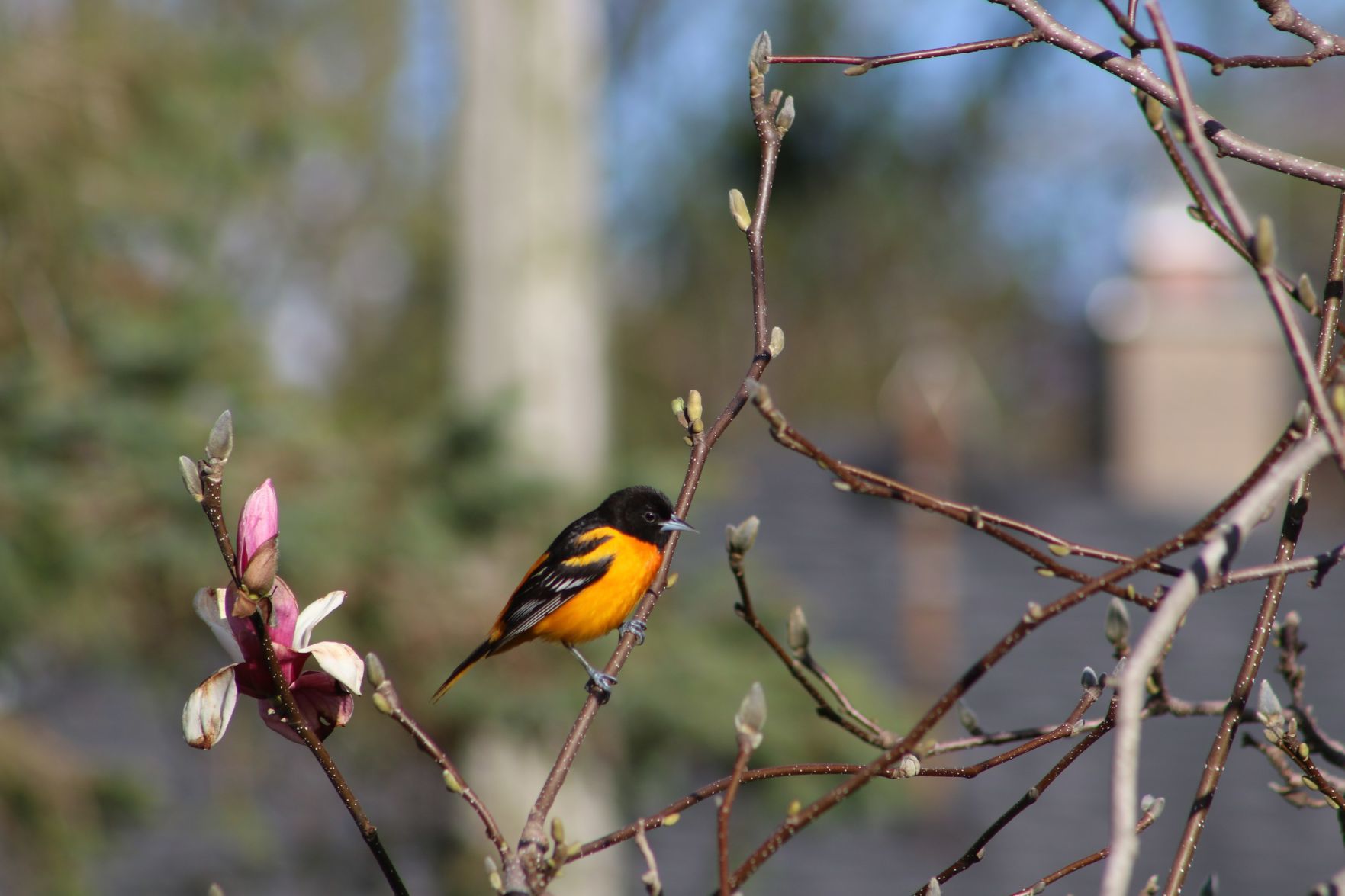 Backyard Visitor
